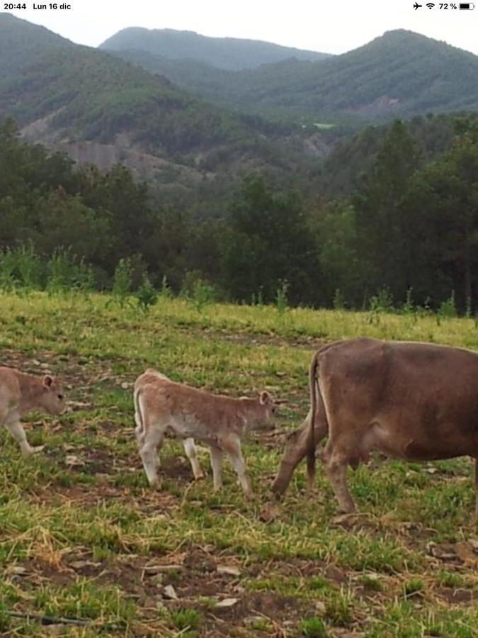 Vistas A La Montana En Un Pueblo Con Encanto. El Pueyo de Araguás エクステリア 写真